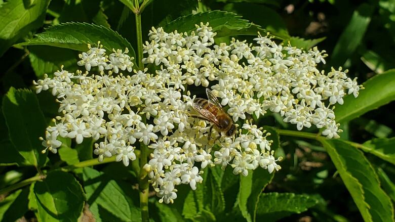 A bee rests on a white flower.