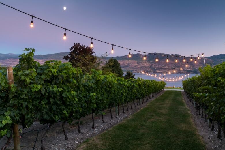 A row of vines lit by a string of lights at dusk stretches down to Okanagan Lake.