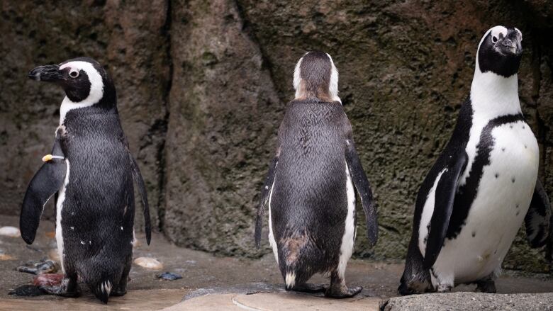 Three small penguins are pictured standing in their aquarium exhibit. 