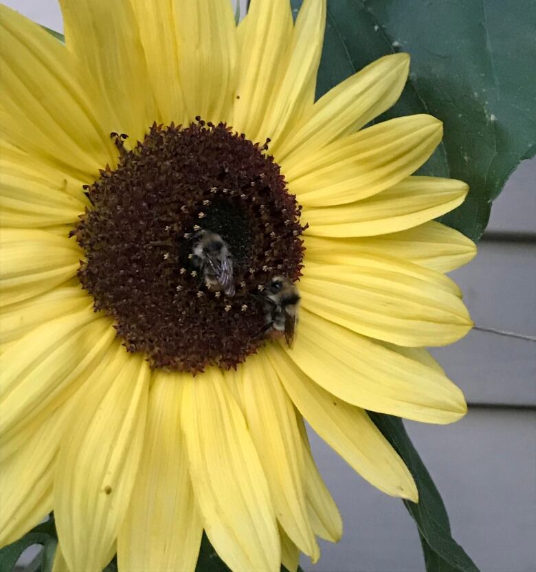 Two bees sleep inside a sunflower.