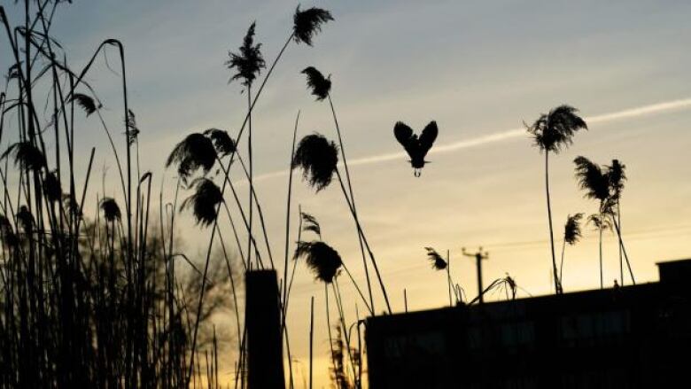 A photo taken at dusk of the silhouette of a bird taking flight among some tall grass