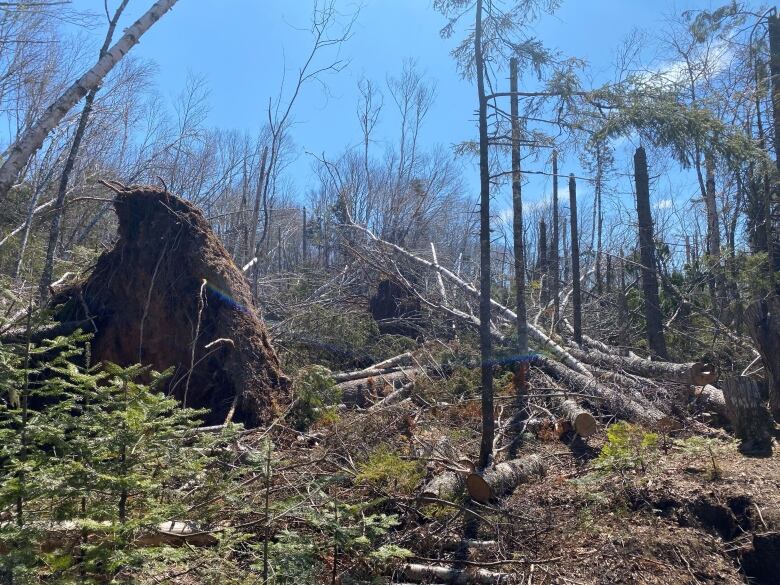 Numerous trees down, including a large, exposed root ball.