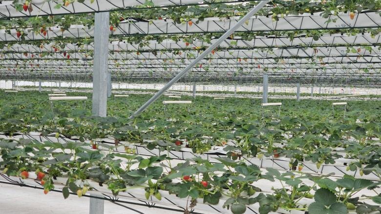 Rows upon rows of plants in boxes in this vertical greenhouse growing strawberries in Abbotsford, B.C.