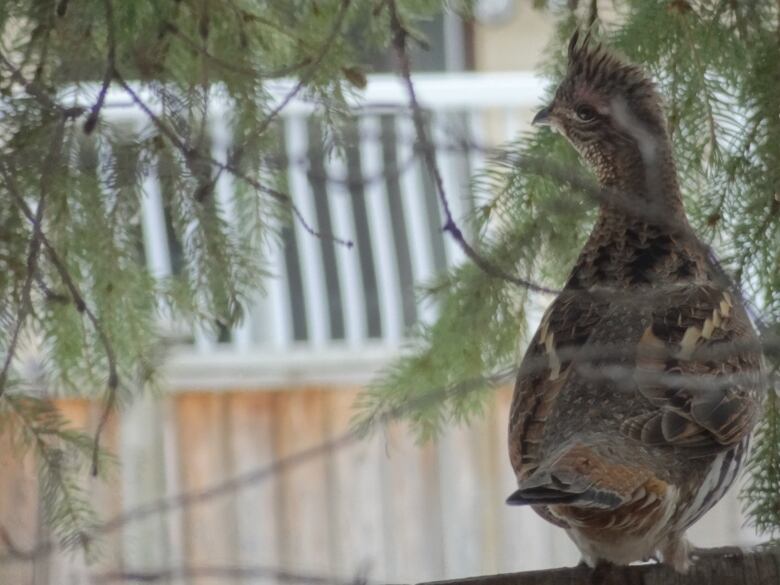 A grouse sits on a fence.