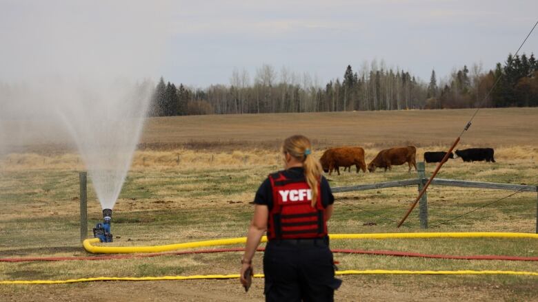 A sprinkler sprays water over a field with cattle grazing nearby. In the foreground is the rear view of a woman in a red vest with YCFD, standing for Yellowhead County Fire Department, in white letters.