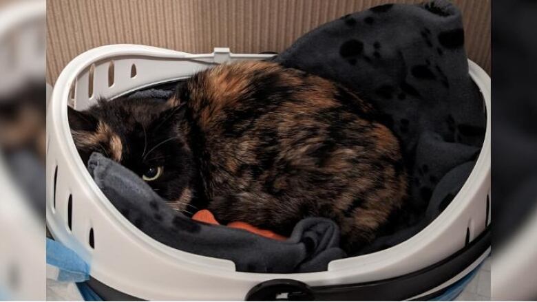 A black cat with orange spots is lying in a laundry basket. 