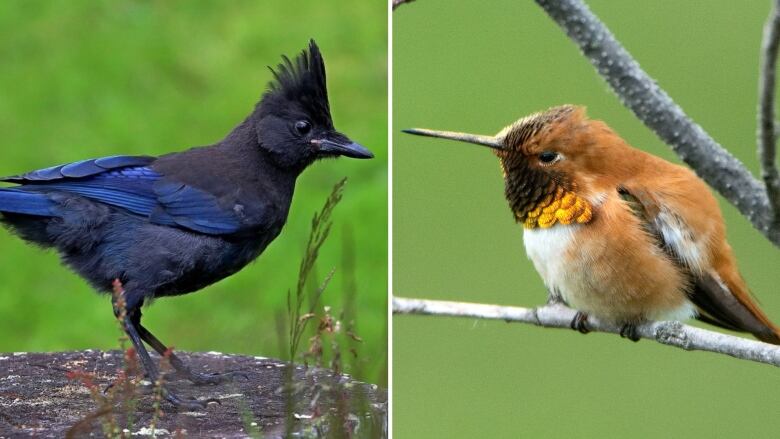 A composite of a black-and-blue-feathered corvid next to an orange-feathered hummingbird.