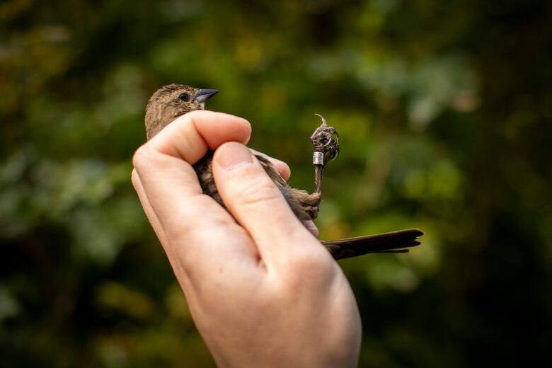 A hand holds a bird with a small metal band around its leg.