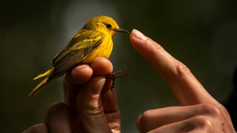 Hands hold up a yellow warbler.