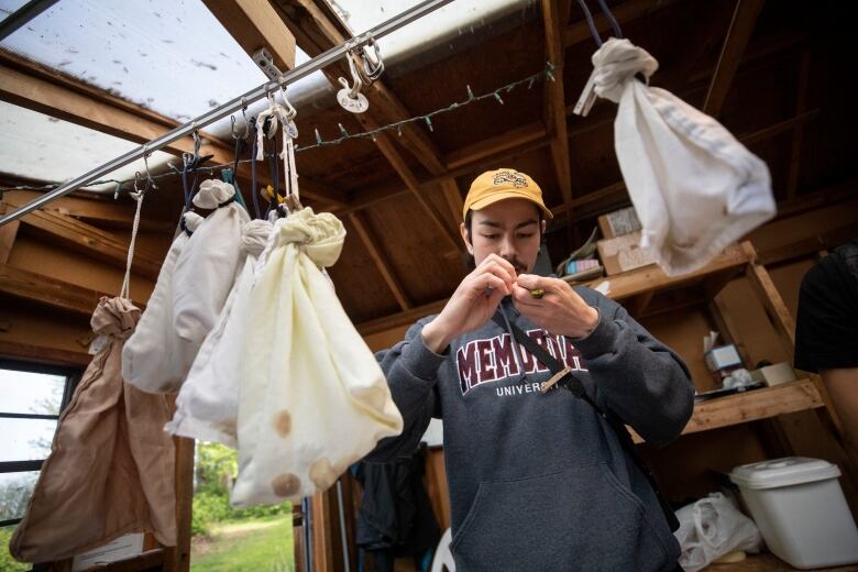 A man measures a bird while cotton sacs filled with birds hang near him. 