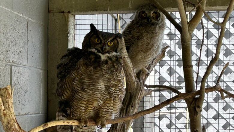 A large and small great horned owl perched on branches stare at the camera from their enclosure.