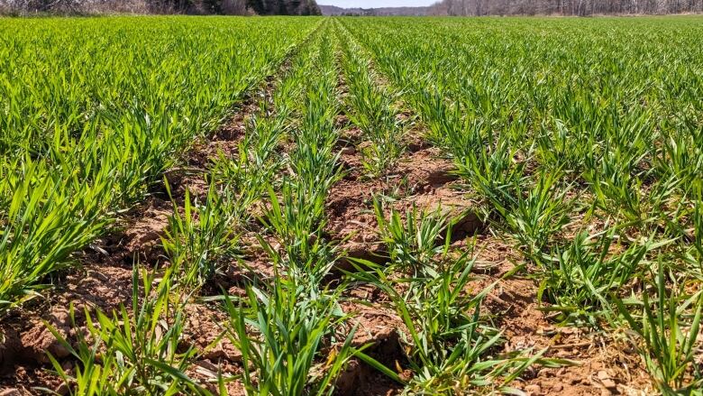 Winter wheat growing in a potato field 