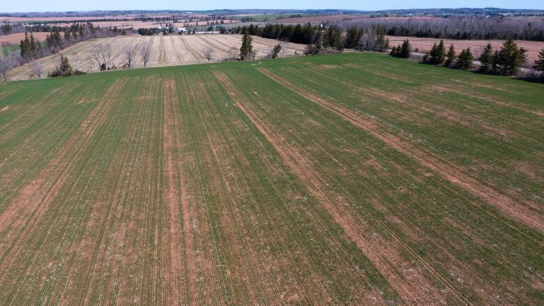 a drone view of a green field of winter wheat 