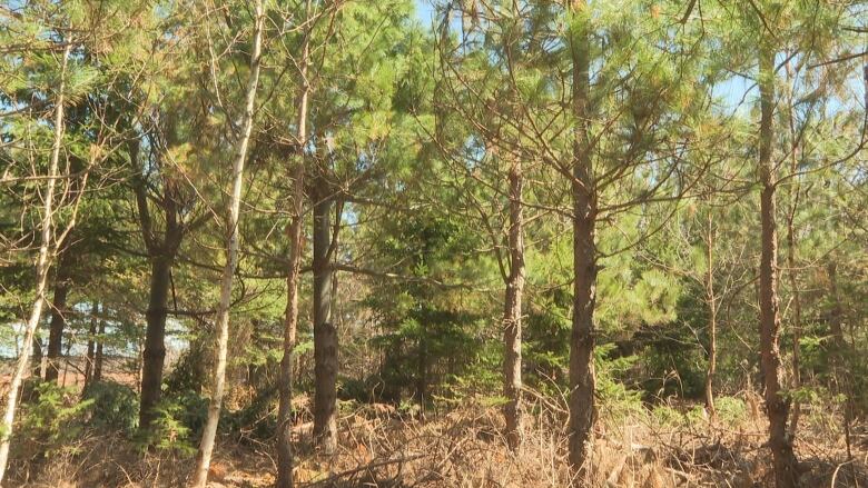 Inside a forest in Cavendish P.E.I. There are trees- some green others are still brown. And branches on the ground. 