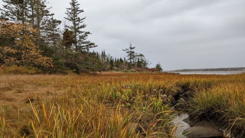 Yellow and orange grass can be seen in a marshland on the edge of a forest.