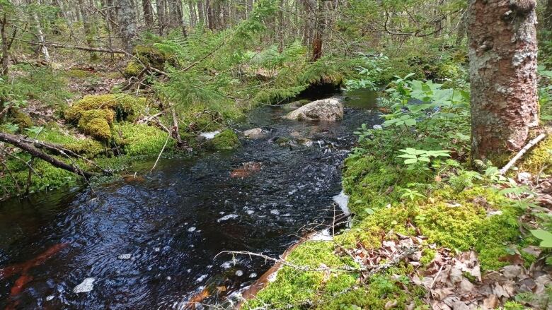 A stream is surrounded by trees and moss in an Acadian forest.