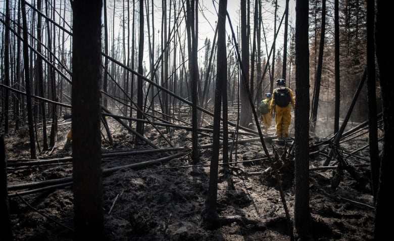 People in yellow overalls walk through a burned out forest.