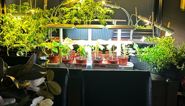 plants under heat lamps