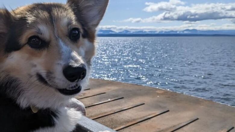 A corgi stands on a ferry deck overlooking the ocean. 