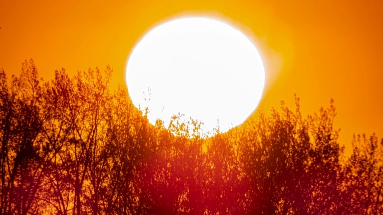 The glowing orb of the sun is shown against an orange sky, with the outlines of tree branches at the bottom of the frame.