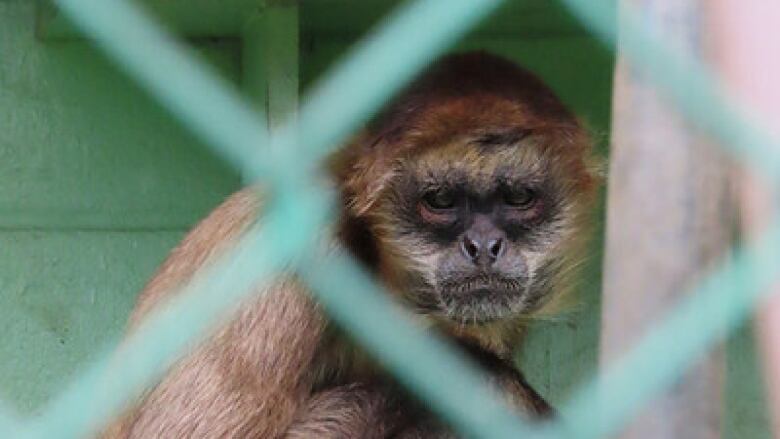 A monkey looks through its fenced enclosure. 