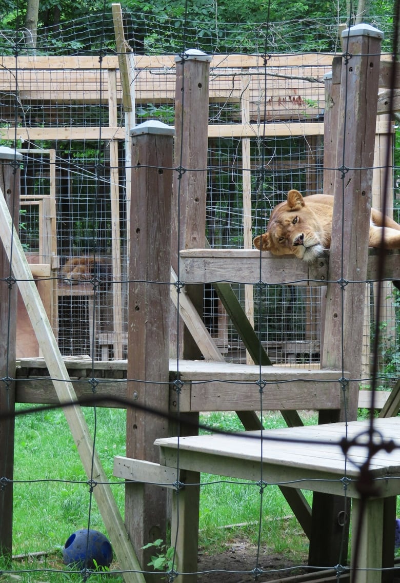 A lion is pictured at a zoo, lying down on some sort of structure behind a wired fence. 