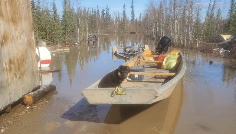 A Shepard puppy looks sad sitting the back of a metal boat in high water with trees in the background. 