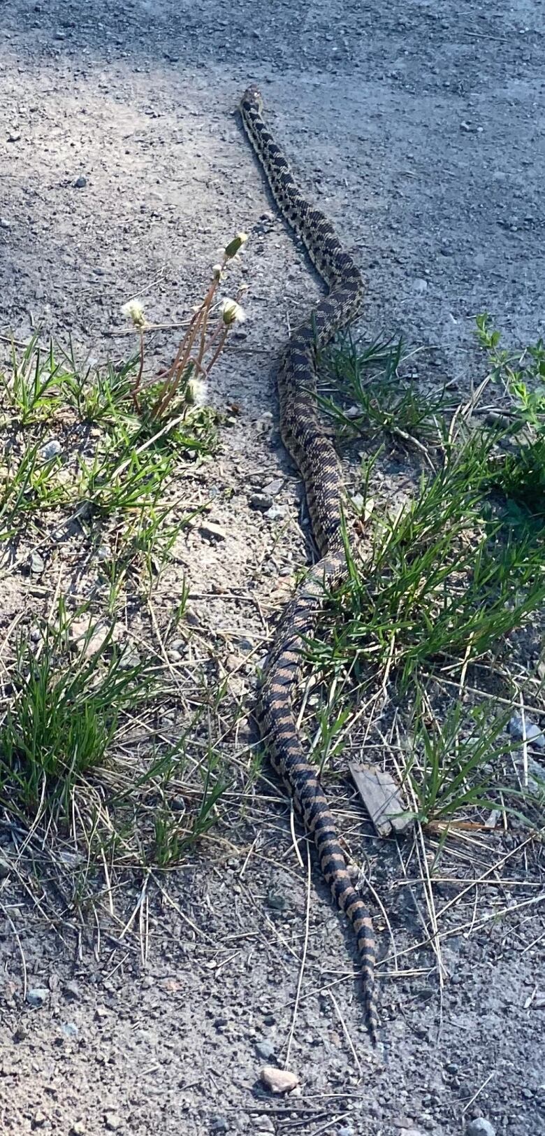 A long snake is moving on the ground.