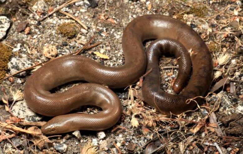 A brown snake curls its body on the ground.