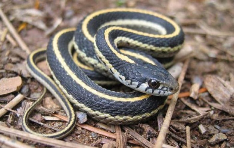 A snake curls its body on a grassy area.