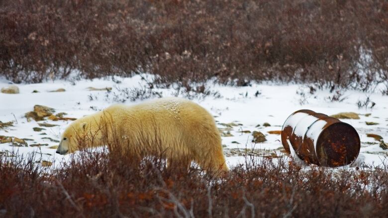 A polar bear with fur that looks almost yellow fur walks by an abandoned oil drum as it walks on a thin layer of snow.