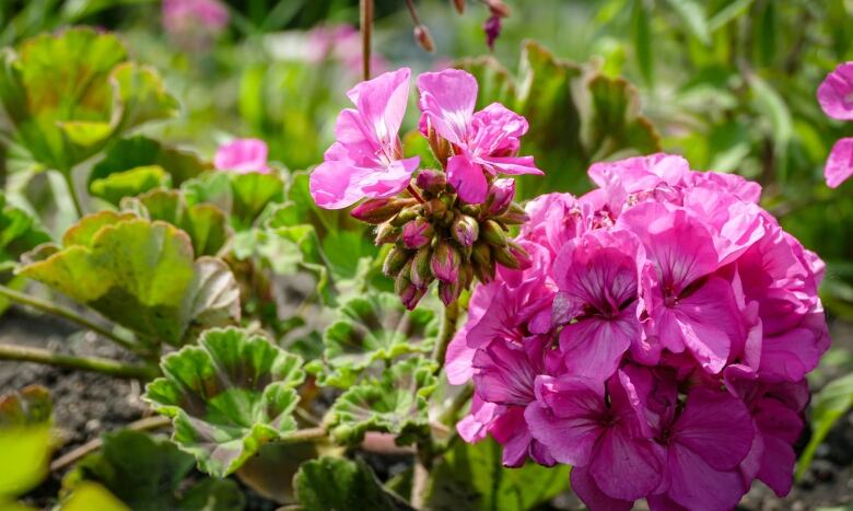 Pink geraniums