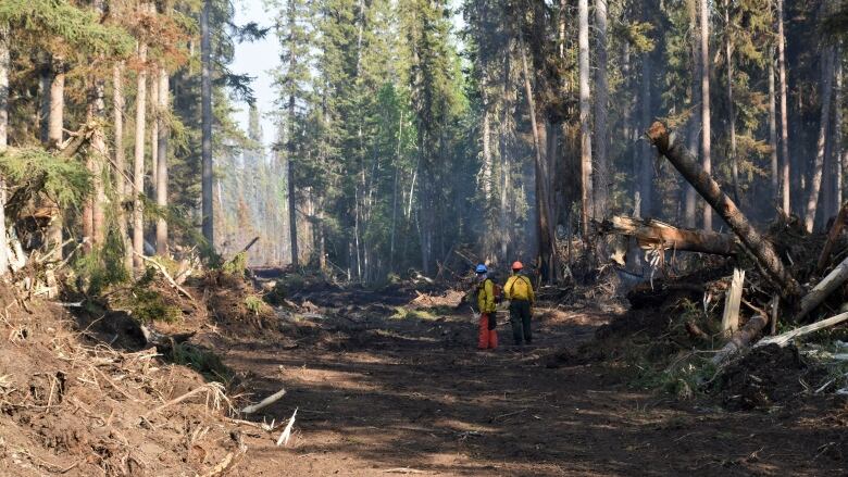 Two men stand in large forest.