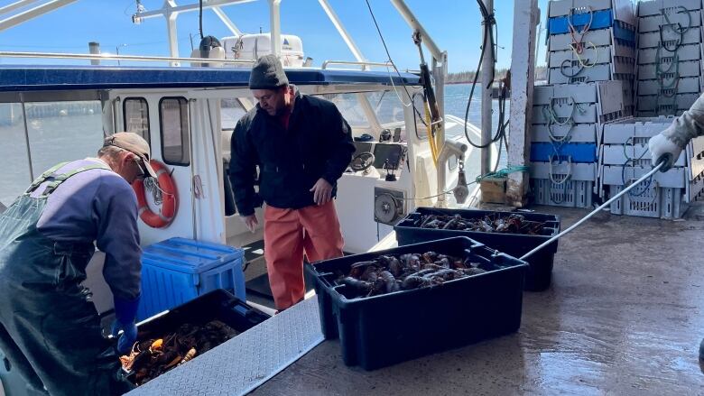 Fishermen unload lobster on the Northport wharf.