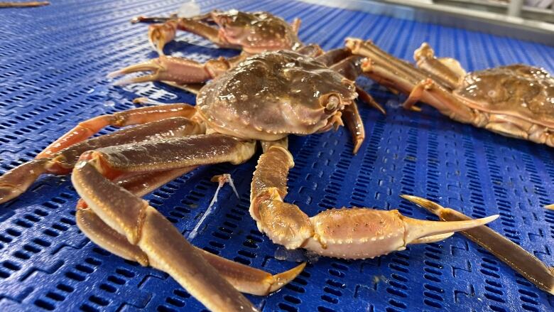 a snow crab on the processing line