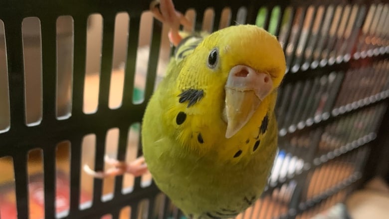 A green and yellow budgie with black spots is seen holding onto the side of a cage after it was found in the middle of a street in East Vancouver on May 9. 