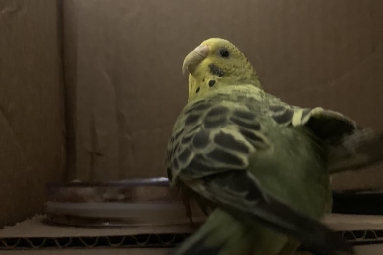 A budgie looks off to the side from inside a cardboard box.