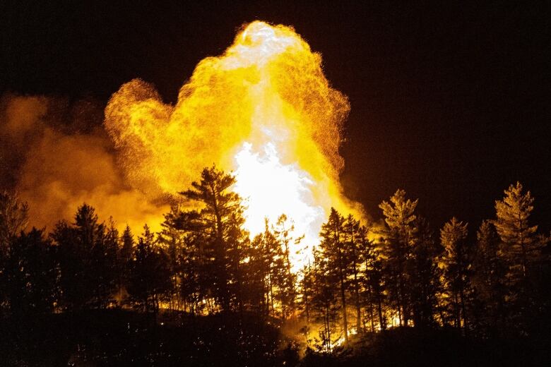 Flames shoot into the black night sky from a grouping of evergreen trees.