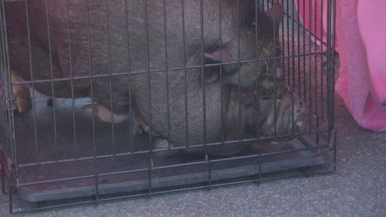 A pot-bellied pig in a small cage with as pink blanket partially covering it..