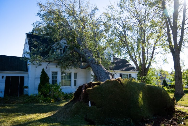 A fallen tree is seen perched against a home, almost completely enveloping the upper storey.