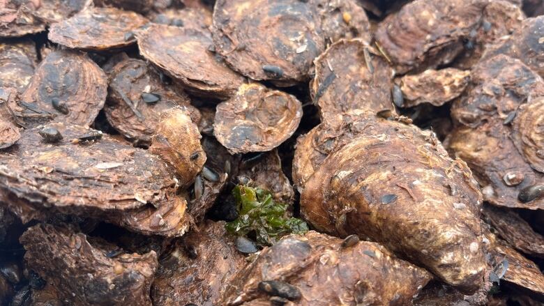 Freshly caught PEI oysters with seaweed.