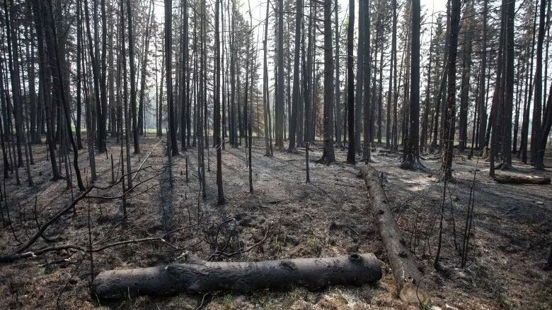 A forest after a wildfire.