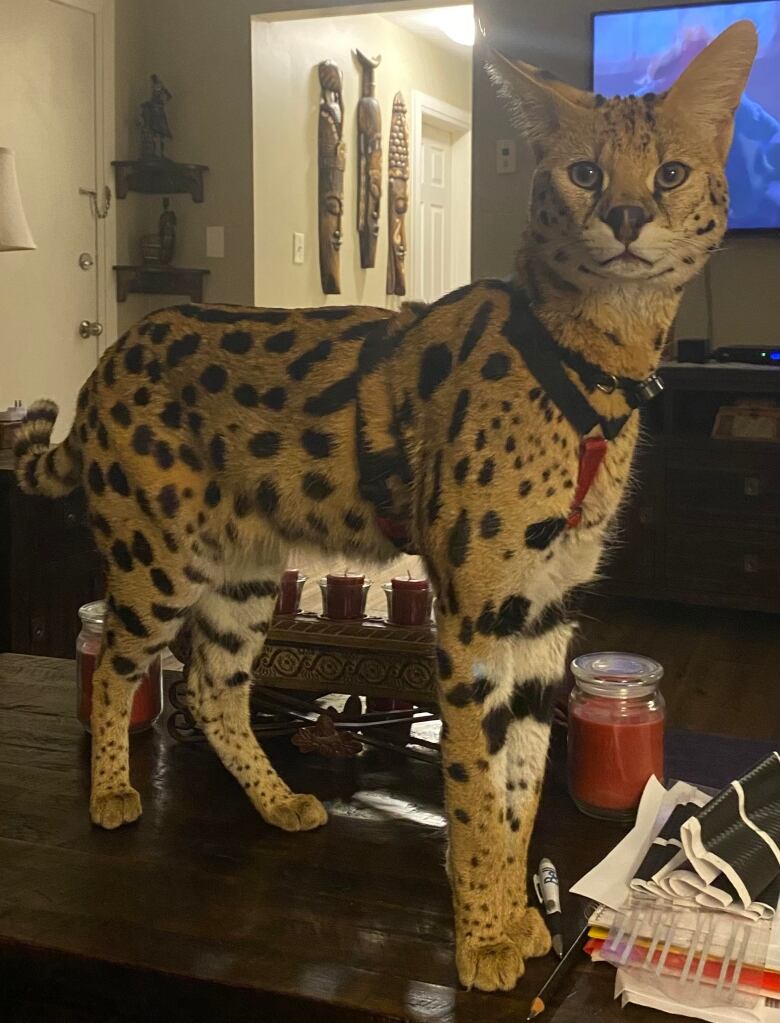 A cheetah-like cat stands on a coffee table