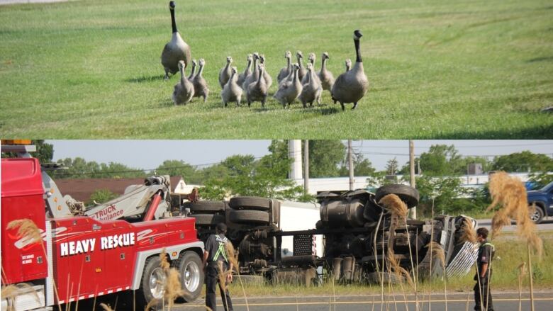 A photo of geese above a photo of a truck over on the side. 