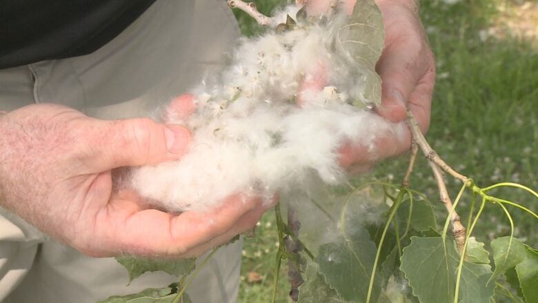 Two hands holding a handful of cotton-ball looking fluff