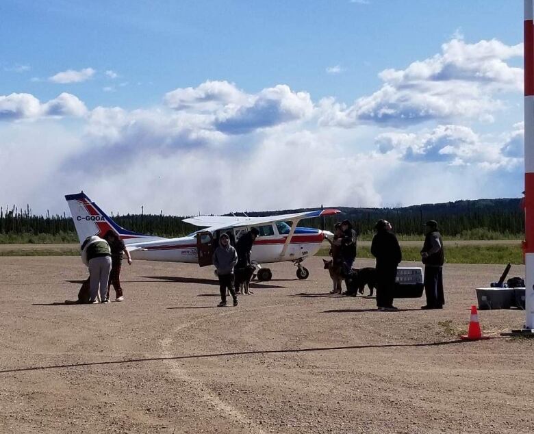 People and dogs near plane. 