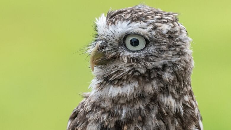 A photo of an owl