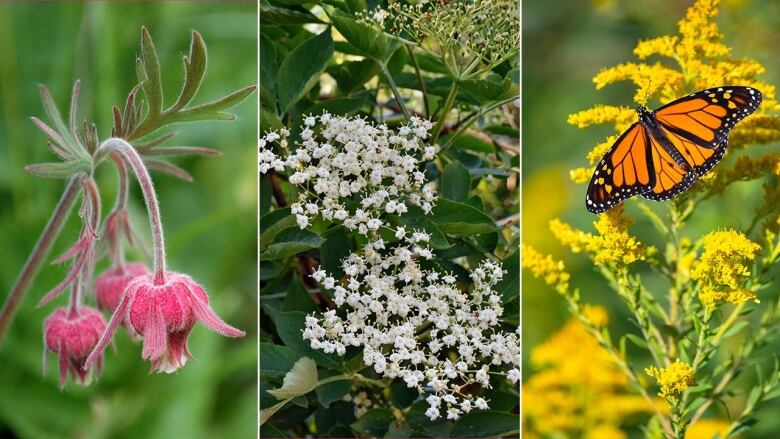 three images of plants, side by side, left to right: closeup of a plant with three pink blooms; closeup of Blooming elderflower, dark green foliage with many tiny white blooms; closeup of a monarch butterfly on goldenrod stem. 