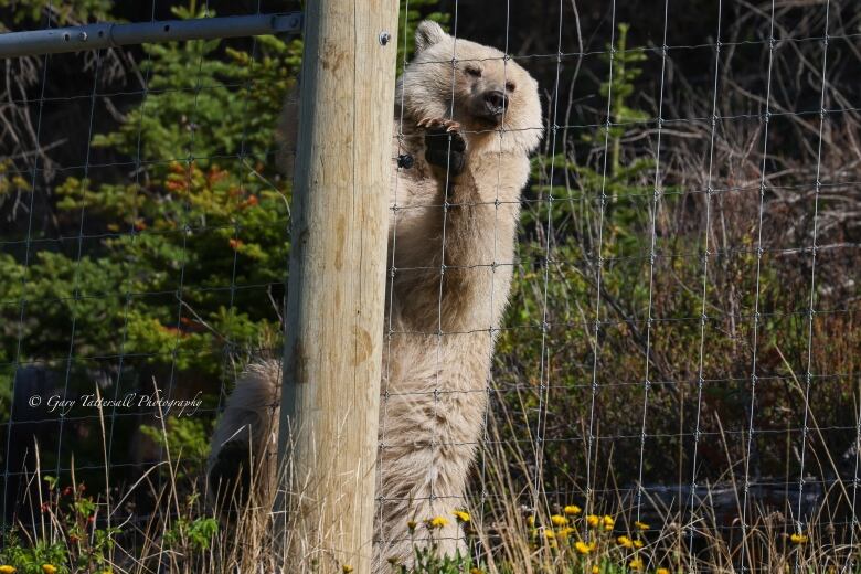 A white grizzly bear is pictured climbing a fence.