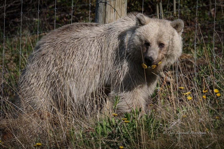 A white bear is pictured